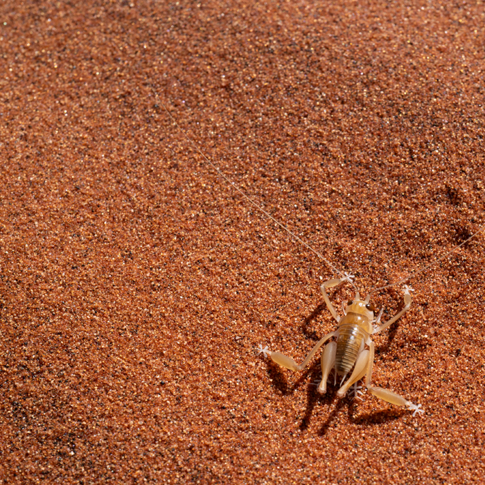 insect desert exp.02